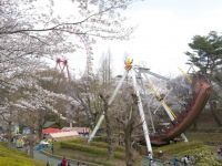 西武園ゆうえんちの桜の写真