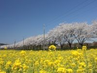 都幾川桜堤の桜の写真