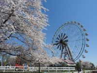 東武動物公園の桜の写真