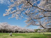 泉自然公園の桜の写真