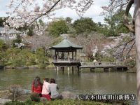 成田山公園の桜の写真