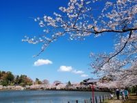 八鶴湖の桜の写真