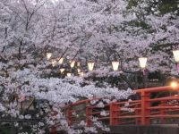 小見川城山公園の桜の写真