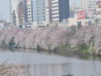 外濠公園の桜の写真