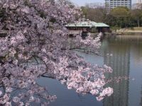 浜離宮恩賜庭園の桜の写真