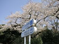 明治神宮外苑の桜の写真