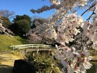 小石川後楽園の桜の写真