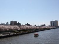 隅田公園（墨田区側）の桜の写真