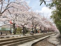 仙台堀川公園の桜の写真