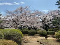 哲学堂公園の桜の写真