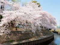 善福寺川緑地の桜の写真