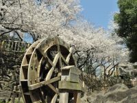 音無親水公園の桜の写真