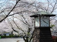 飛鳥山公園の桜の写真