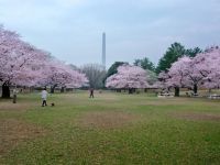光が丘公園の桜の写真