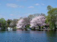 石神井公園の桜の写真