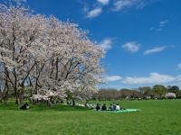 水元公園の桜の写真