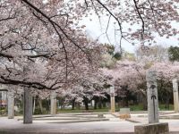 都立武蔵野公園の桜の写真