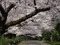 神代植物公園の桜の写真