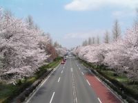 国立市大学通り・さくら通りの桜の写真
