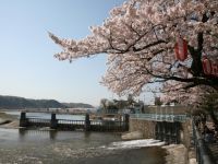 羽村堰の桜の写真