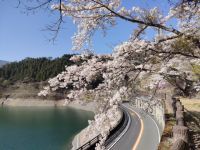 奥多摩湖の桜の写真