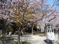 元町公園の桜の写真