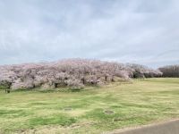 根岸森林公園の桜の写真
