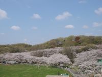 こどもの国の桜の写真