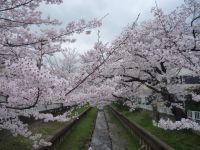 住吉ざくらの桜の写真