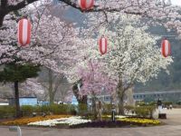 相模湖畔の桜の写真