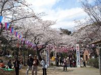 衣笠山公園の桜の写真