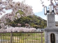 金目川桜並木の写真