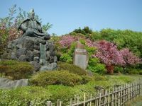 源氏山公園の桜の写真