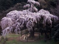 長興山のしだれ桜の写真