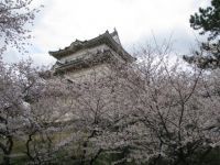 小田原城址公園の桜の写真