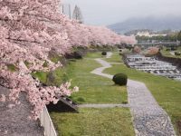 秦野市カルチャーパークの桜の写真