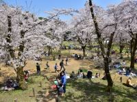 飯山白山森林公園の桜の写真