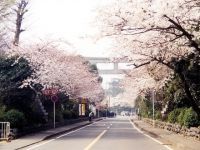 寒川神社参道の桜の写真