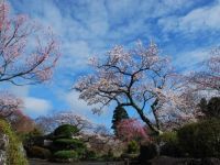箱根強羅公園の桜の写真