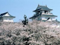 悠久山公園の桜の写真