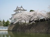 新発田城址公園の桜の写真