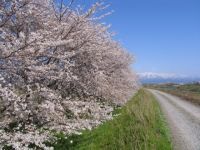 加治川堤桜の写真