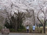 松ヶ峯の桜の写真