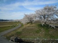 八尾神通川さくら堤の桜の写真