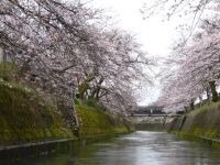 岸渡川堤の桜の写真