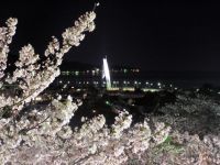 朝日山公園の桜の写真