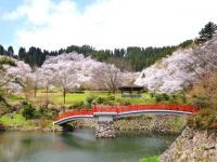 城山公園（富山県）の桜の写真