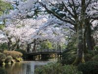 兼六園の桜の写真
