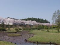 白虎山公園の桜の写真