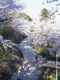 足羽山公園の桜の写真